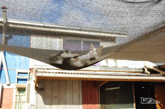 Gato descansa e se espreguiça sobre uma tela no quintal de nosso hotel de estrada entre Victoria e Los Angeles, no sul do Chile